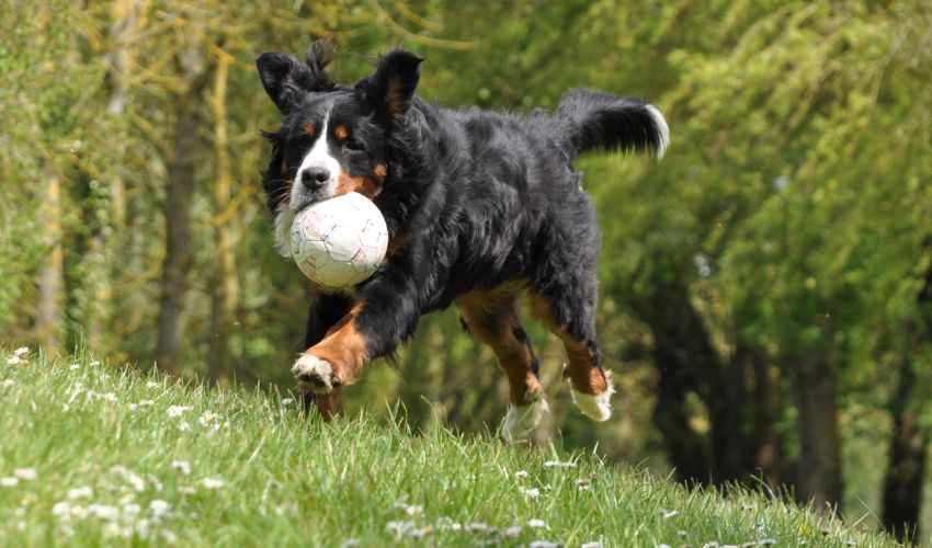 Exploring Unique Argentine Pila and Artois Hound: Rare Dog Breeds to Discover